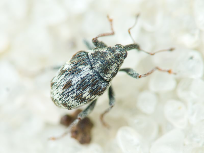 Curculionidae Latreille, 1802